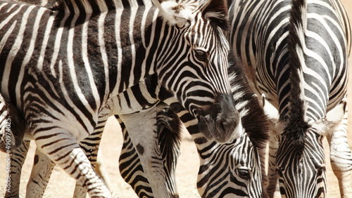 Fototapeta Naklejka Na Ścianę i Meble -  Can you tell how many zebras there are. Shot of zebras on the plains of Africa.