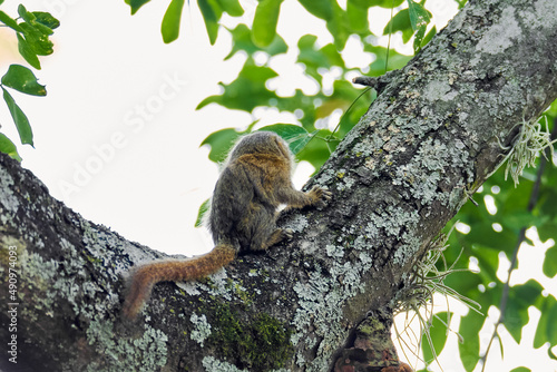 titi monkey colombia photo