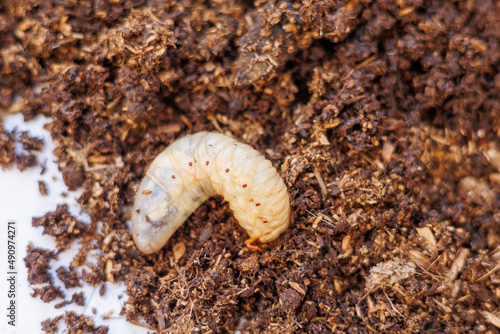 土の上に出されたカブトムシの幼虫