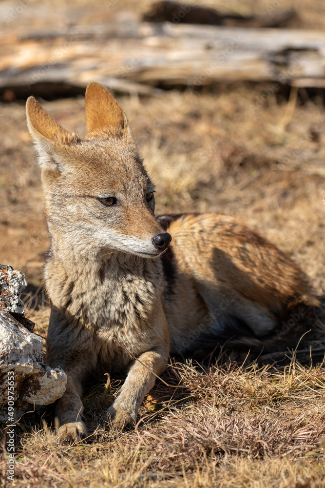 Black Backed Jackal, Kruger National Park Black Backed Jackal, Kruger National Park