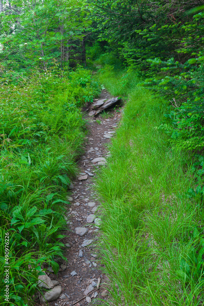 Appalachian Trail near Clingmans Dome Appalachian Trail near Clingmans Dome