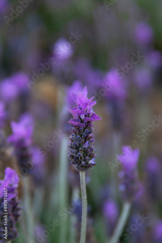 lavender flowers in the garden