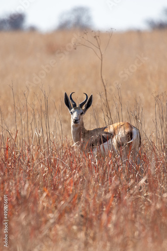 Fototapeta Naklejka Na Ścianę i Meble -  Springbok Ram, Pilanesberg National Park