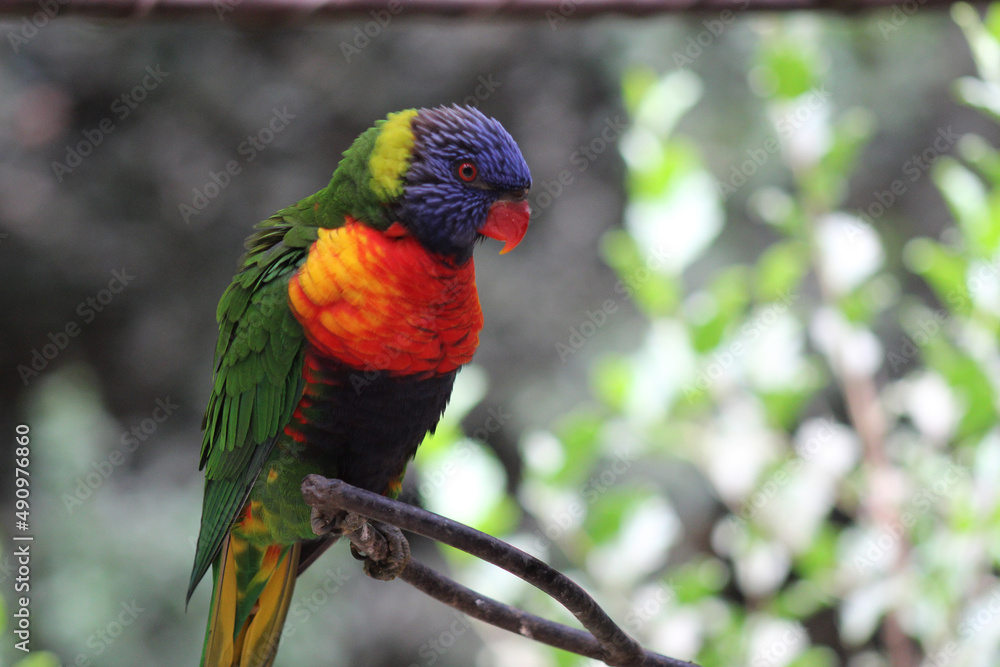 loro arcoiris loro arcoiris