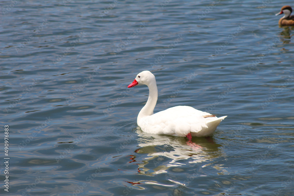 swans and ducks lagoon swans and ducks lagoon