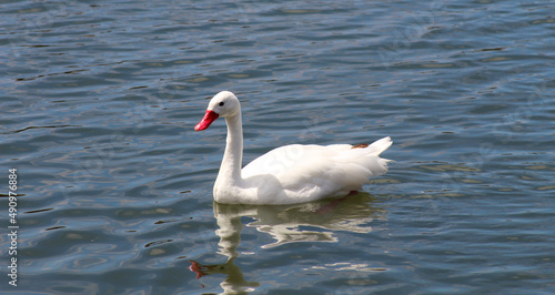 swans and ducks lagoon