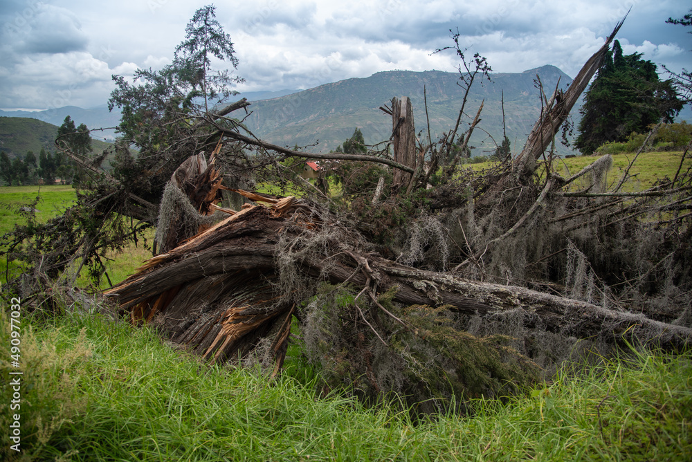 Fallen tree in a field in the department of Boyaca. Colombia.