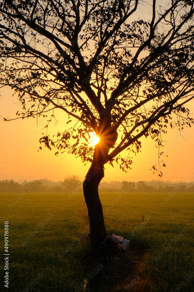 Beautiful sunrise with an alone tree over the paddy field at Selising, Pasir Puteh, Kelantan, Malaysia. Noise is visible in large view due to low light condition. Beautiful sunrise with an alone tree over the paddy field at Selising, Pasir Puteh, Kelantan, Malaysia. Noise is visible in large view due to low light condition.
