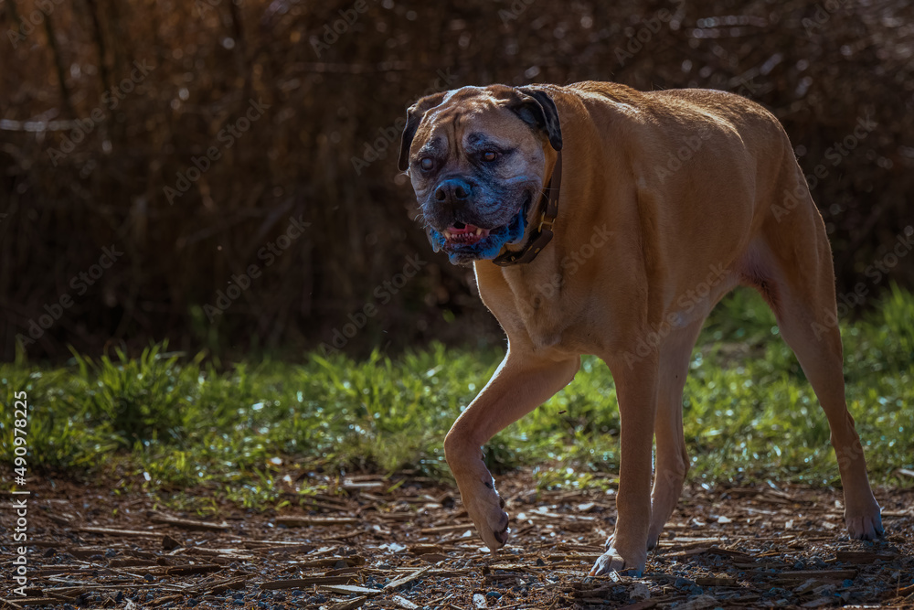 2022-03-05 A LARGE SENIOR BULLMASTIFF WALKING THROUGH A OFF LEASH AREA AT THEVMARYMOOR PARK IN REDMOND WASHINGTON WITH A BLURRY BACKGROUND 2022-03-05 A LARGE SENIOR BULLMASTIFF WALKING THROUGH A OFF LEASH AREA AT THEVMARYMOOR PARK IN REDMOND WASHINGTON WITH A BLURRY BACKGROUND