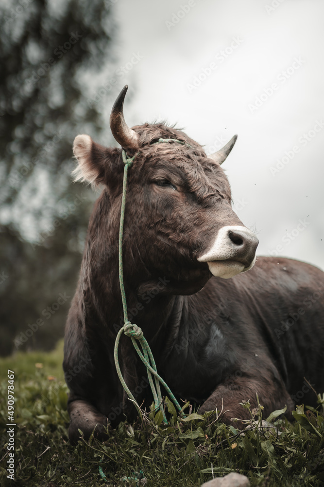 Toro En Campo De Sembrío Para Fondos Y Diseños Bull Stock Photo