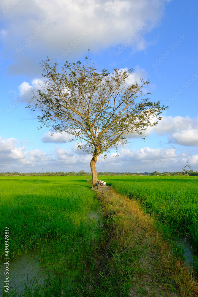 Beautiful sunrise with an alone tree over the paddy field at Selising, Pasir Puteh, Kelantan, Malaysia. Noise is visible in large view due to low light condition. Beautiful sunrise with an alone tree over the paddy field at Selising, Pasir Puteh, Kelantan, Malaysia. Noise is visible in large view due to low light condition.