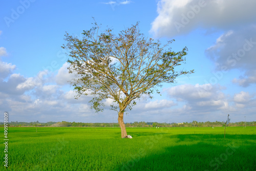 Beautiful sunrise with an alone tree over the paddy field at Selising, Pasir Puteh, Kelantan, Malaysia. Noise is visible in large view due to low light condition.