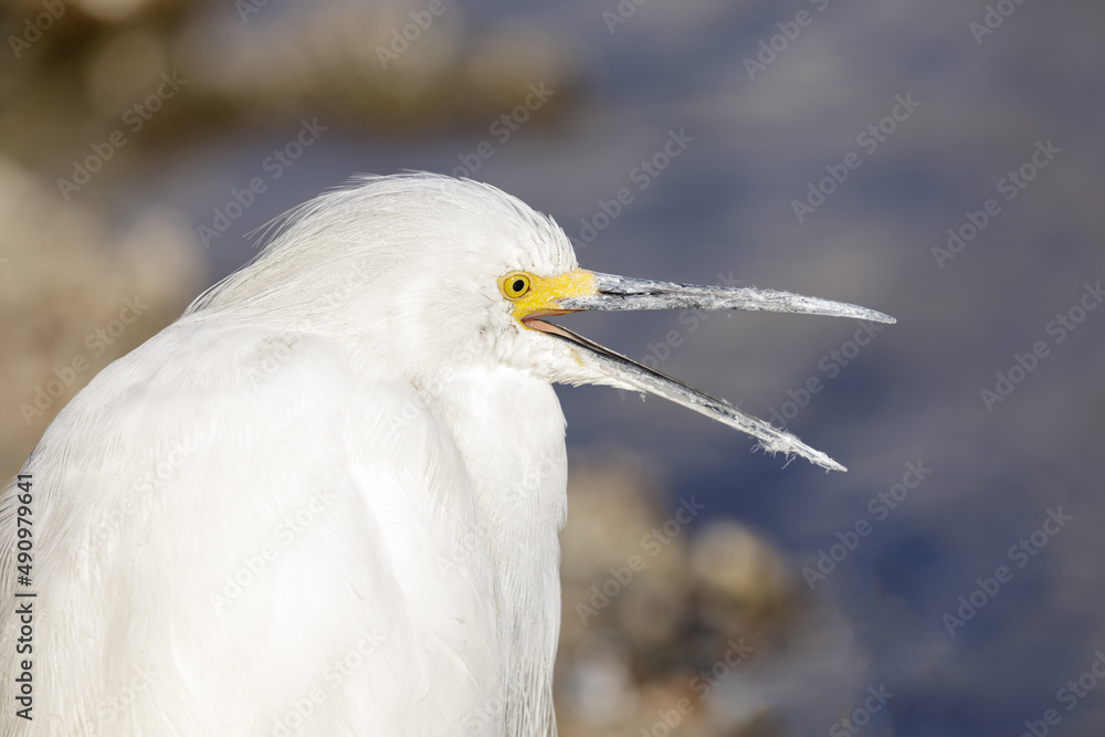 Snowy Egret with open beak. Shoreline Lake and Park, Santa Clara County, California, USA. Snowy Egret with open beak. Shoreline Lake and Park, Santa Clara County, California, USA.