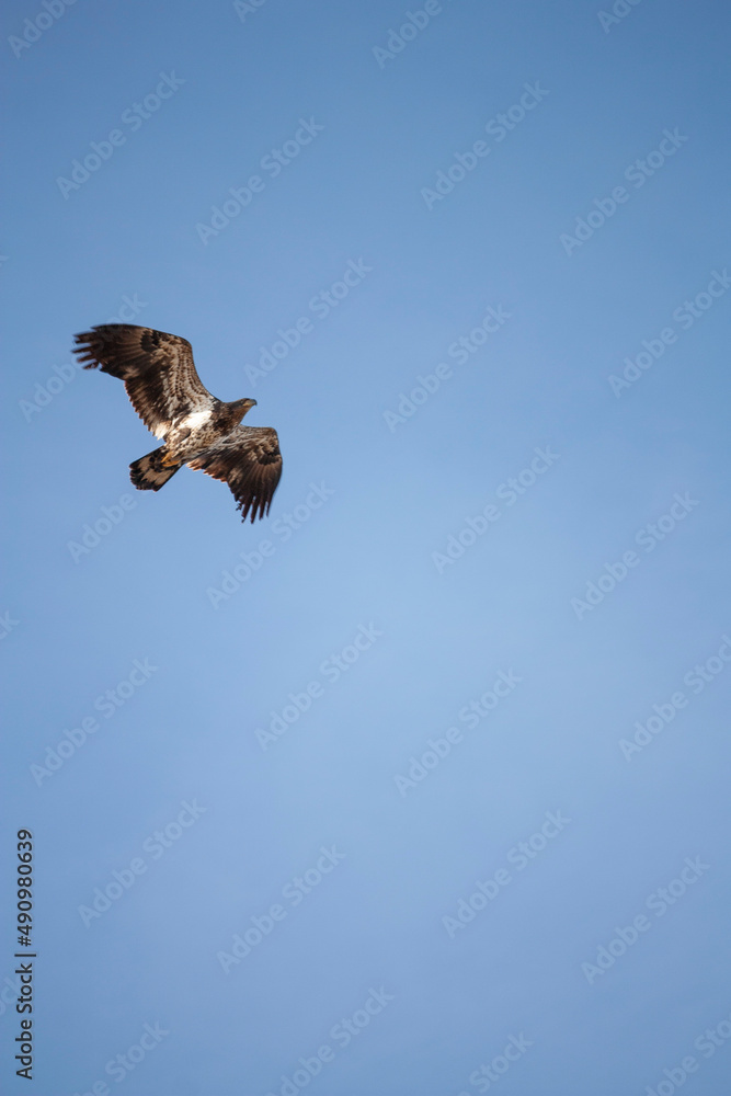 Obraz premium Immature Bald eagle