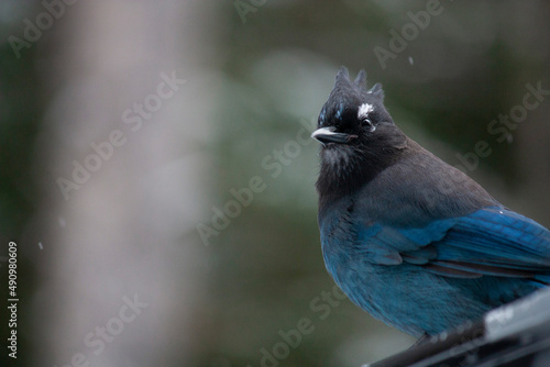 Steller's jay © Brian