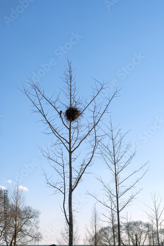 A magpie and a nest in the winter sky