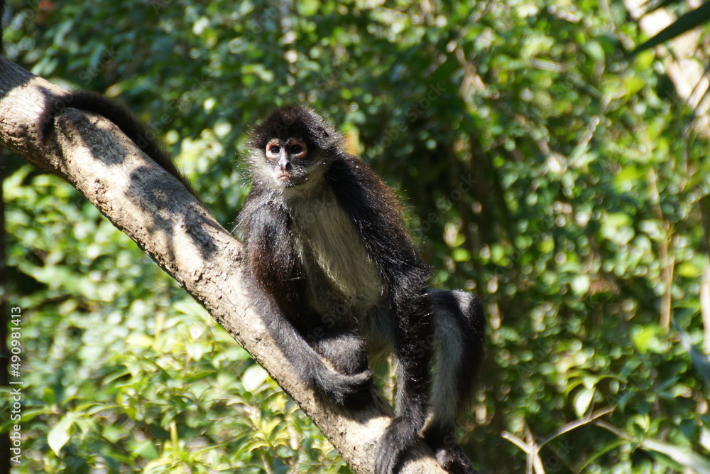 Fototapeta premium monkey in tree