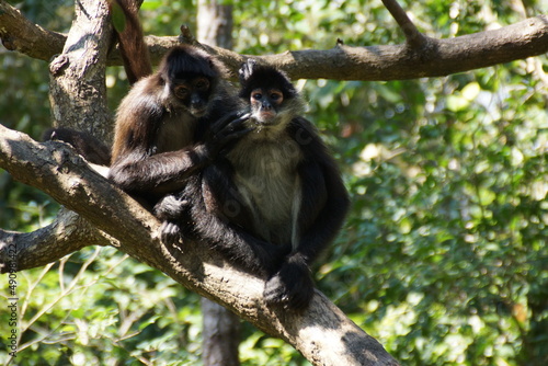 black tailed macaque