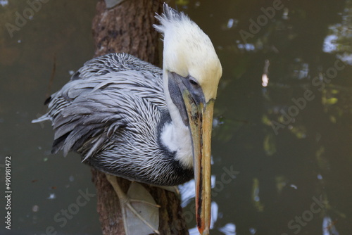 white pelican