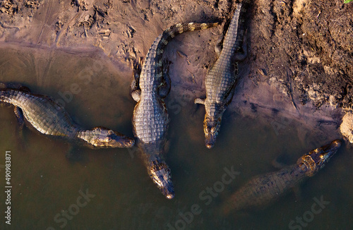 several alligators in rio do pantanal brazilian