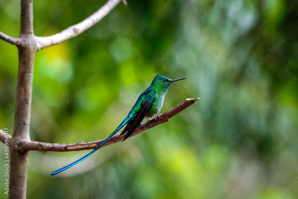 Fototapeta premium Close-up side view of an elegant Long-tailed sylph (Aglaiocercus kingii) perched on a branch, natural green background, Valle de Cocora, Columbia 