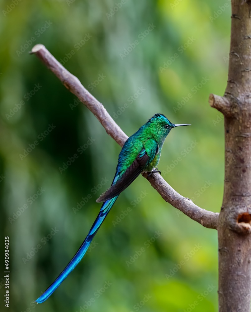 Close-up side view of an elegant shiny Long-tailed sylph (Aglaiocercus kingii) perched on a branch, natural green background, Valle de Cocora, Columbia Close-up side view of an elegant shiny Long-tailed sylph (Aglaiocercus kingii) perched on a branch, natural green background, Valle de Cocora, Columbia