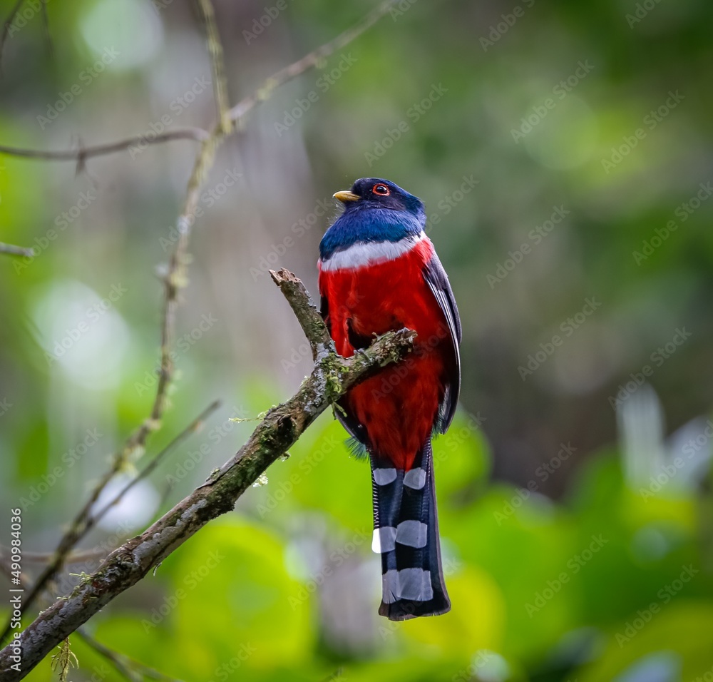 Impressive Masked trogon (trogon personatus) perched on top of a branch against blurred natural background, Cocora Valley, Colombia 