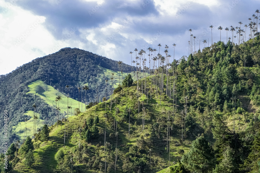 Panoramic view of mountains with wax palms, forest and meadows in Cocora Valley, Salento, Colombia