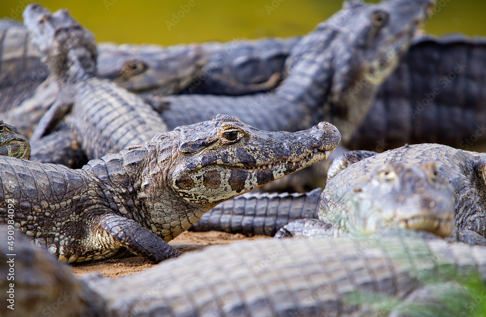 several alligators in rio do pantanal brazilian several alligators in rio do pantanal brazilian