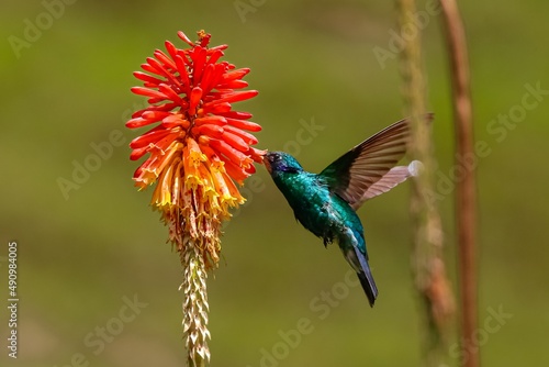 Close up of a Sparkling violetear hummingbird (Colibri coruscans) sucking nectar on red-orange torch lily blossom in sunlight, side view, against natural blurred background, Cocora Valley, Colombia
 photo