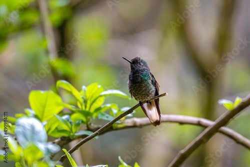 Close up side view of a Buff-tailed coronet, boissonneaua flavescens, perched on tiny branch, looking to the left, against natural blurred background, Valle de Cocora, Columbia