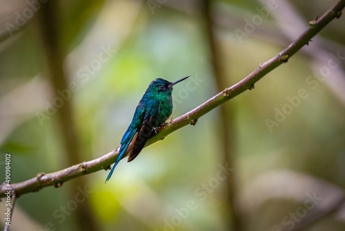 Close-up side view of a Long-tailed sylph (Aglaiocercus kingii) perched on a branch, natural green background, Valle de Cocora, Columbia