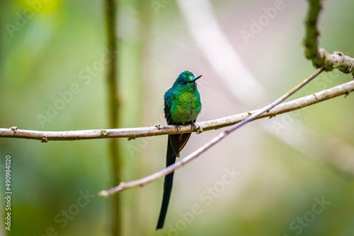 Shiny long-tailed sylph (Aglaiocercus kingii) facing camera perched on a branch, bright green background, Valle de Cocora, Columbia 