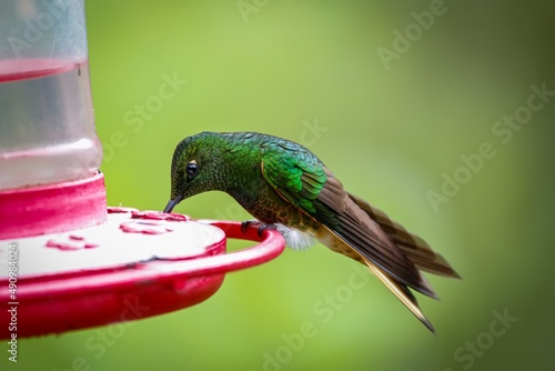 Close up of a Buff-tailed coronet hummingbird , (boissonneaua flavescens) perched on a red sugar feeder against natural blurred background, Valle de Cocora, Columbia
 photo