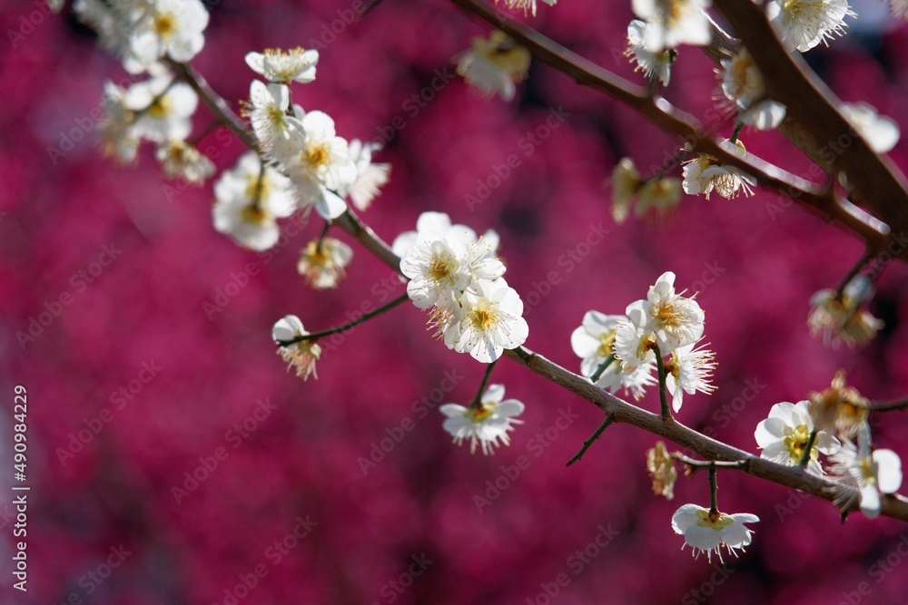 Ibaraki, Japan - March 5, 2022: White plum blossoms in full bloom on pink plum blossoms background in Japan
Ibaraki, Japan - March 5, 2022: White plum blossoms in full bloom on pink plum blossoms background in Japan