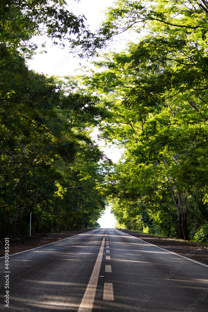 Fototapeta premium road in the middle of the forest