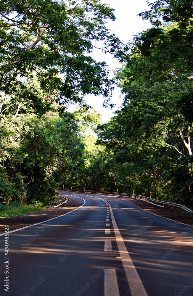 Obraz premium road in the middle of the forest