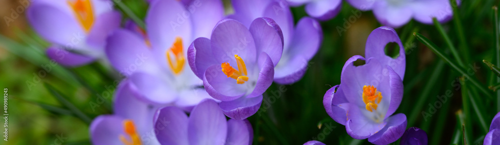 Purple crocus blooming on a forest floor, winter bloomer as a nature background
Purple crocus blooming on a forest floor, winter bloomer as a nature background