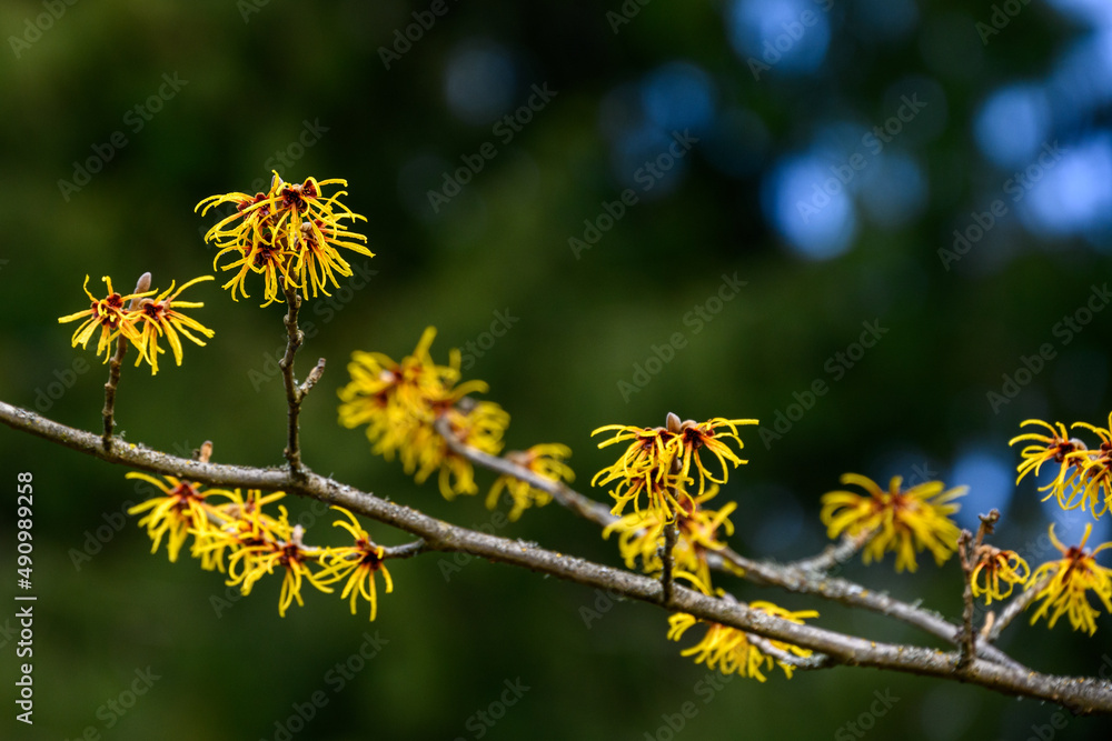 Closeup of winter blooming yellow flowers on a which hazel bush, against a dark green background
Closeup of winter blooming yellow flowers on a which hazel bush, against a dark green background