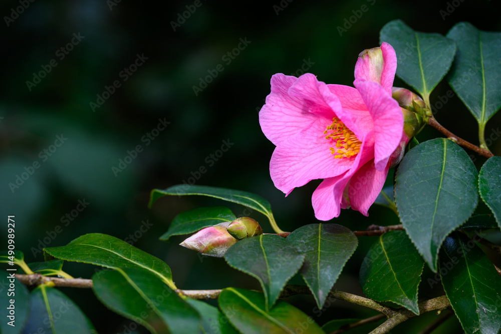 Cheerful pink camellia flower blooming against dark green leaves, early winter blooming shrub
Cheerful pink camellia flower blooming against dark green leaves, early winter blooming shrub