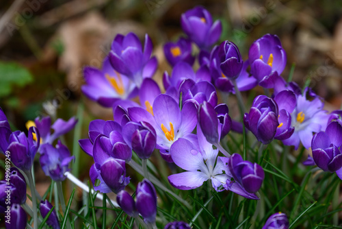 Purple crocus blooming on a forest floor, winter bloomer as a nature background 