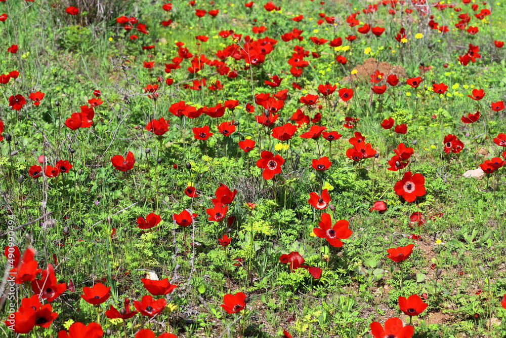 Beit Guvrin National Park. Israel.
Spring landscape. Poppies flowers.