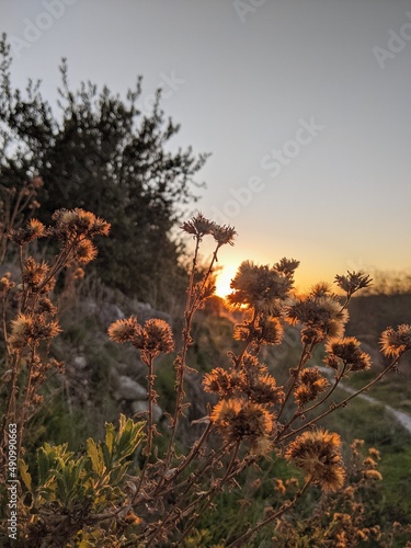 sunset in the forest