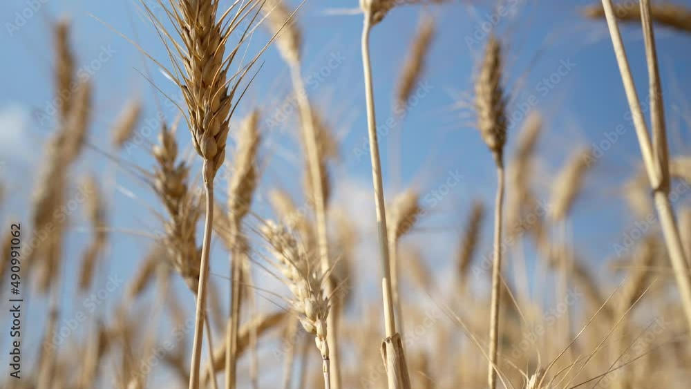 View of wheat field against light blue sky background. View of wheat field against light blue sky background.