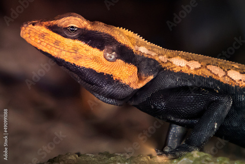 A picture of small dragon, lizard