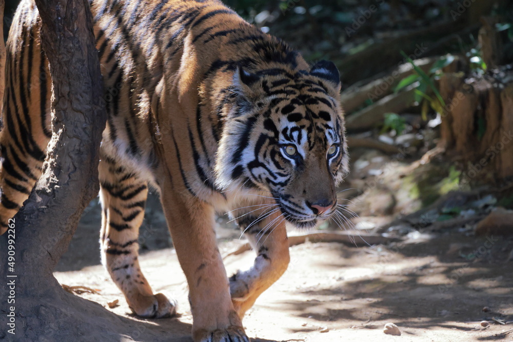 Obraz premium スマトラトラ