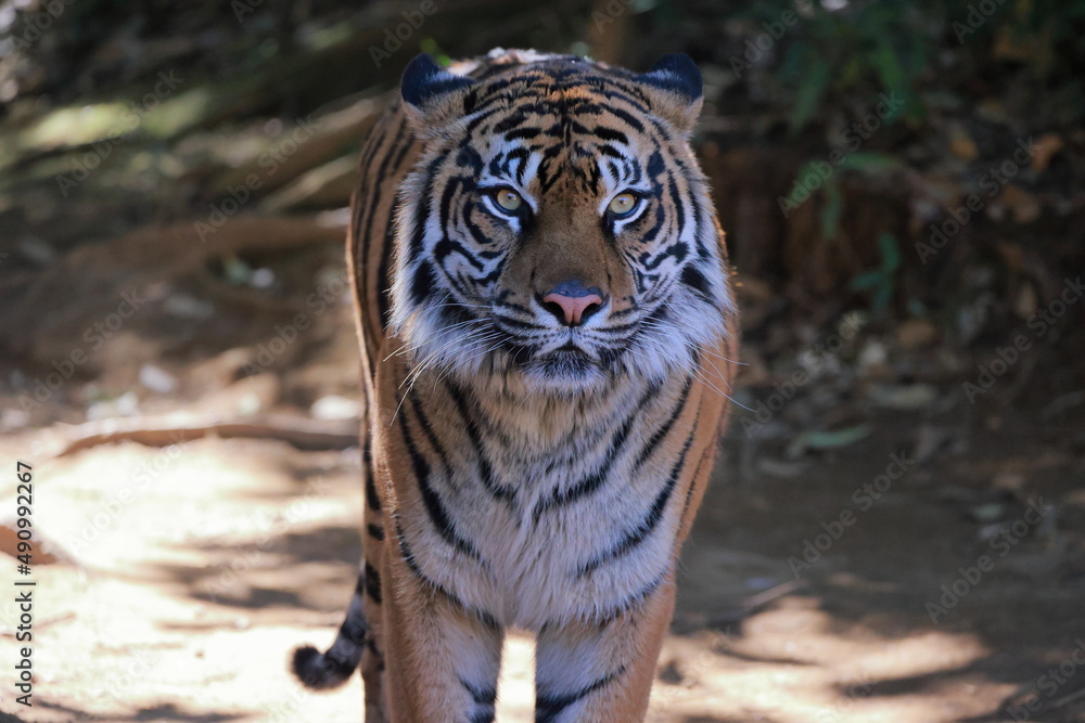 Obraz premium スマトラトラ