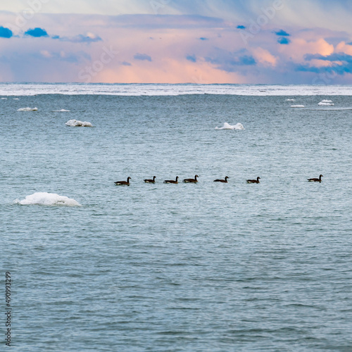 Geese paddling in Lake Michigan with small ice bergs