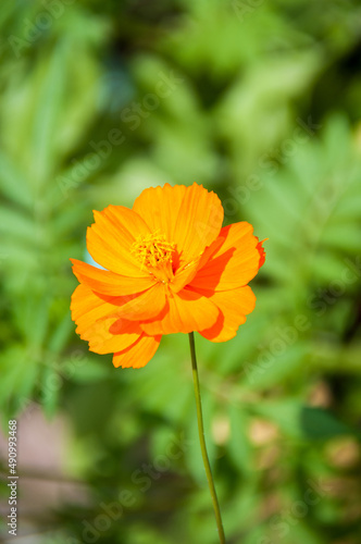 Orange flower Cosmos caudatus or royal lettuce (Ulam Raja)