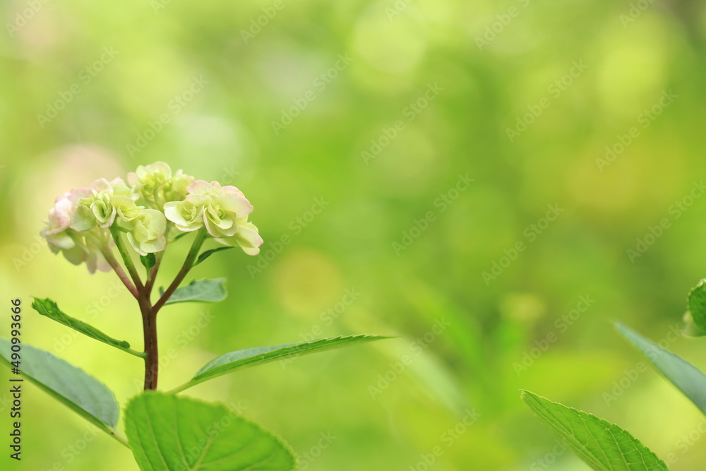 blossoming tree blossoming tree